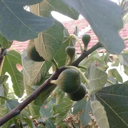 Alka 아파트 자보리치