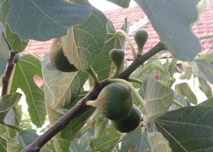 Alka Apartman Žaborić